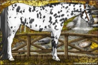 Horse Color:White Spotted Black Near Leopard 