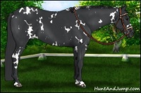Horse Color:White Spotted Black