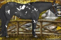 Horse Color:White Spotted Black