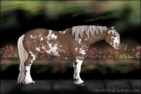 Horse Color:Silver Brown Sabino 