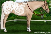 Horse Color:Silver Bay Roan Pearl Appaloosa 