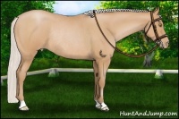 Horse Color:Silver Bay Roan Pearl Rabicano 