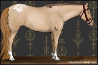 Horse Color:Red Roan Pearl Appaloosa 