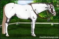 Horse Color:Liver Red Roan Splash Appaloosa Rabicano