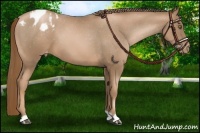 Horse Color:Liver Chestnut Pearl Appaloosa 