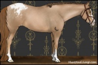 Horse Color:Liver Chestnut Pearl Sabino Appaloosa