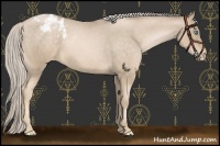 Horse Color:Chocolate Palomino Pearl Appaloosa