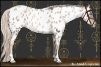 Horse Color:Chocolate Palomino Pearl Near Leopard 