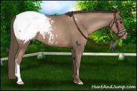 Horse Color:Black Pearl Snowcap 