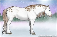 Horse Color:Liver Red Dun Sabino Splash 