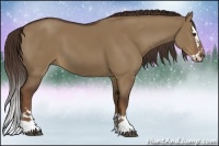 Horse Color:Liver Red Dun Sabino Splash 