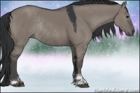 Horse Color:Grullo Sabino Rabicano