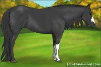 Horse Color:Smoky Black 