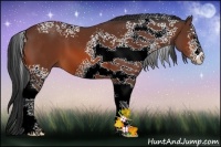 Horse Color:White Spotted Bay 