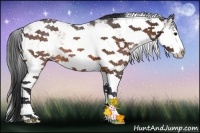 Horse Color:Bay Sabino