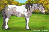 Horse Color:Nacre Brown Ice Tobiano Frame Rabicano