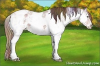 Horse Color:Nacre Chestnut Ice Sabino Rabicano 