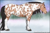 Horse Color:Brown Ice Sabino Tobiano Near Leopard Rabicano