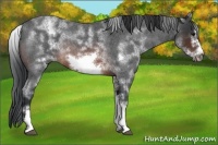 Horse Color:White Spotted Brown Roan Frame 