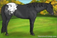 Horse Color:Black Appaloosa