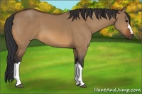 Horse Color:Bay Dun