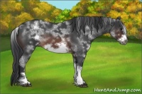 Horse Color:White Spotted Brown Roan Frame 