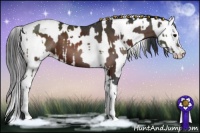 Horse Color:Brown Sabino Tobiano and Brown Sabino Appaloosa