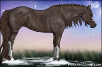 Horse Color:Liver Chestnut 