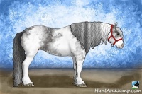 Horse Color:White Spotted Black Rabicano 