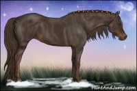 Horse Color:Liver Chestnut 