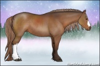 Horse Color:Liver Chestnut Rabicano