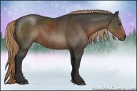 Horse Color:Liver Chestnut Rabicano 