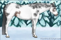Horse Color:White Spotted Brown Roan Frame 