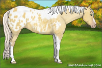 Horse Color:Gray Silver Amber Cream Champagne Roan Dun Splash Tobiano Frame Appaloosa Rabicano 