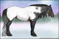 Horse Color:Brown Appaloosa 