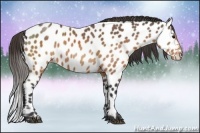 Horse Color:Buckskin Sabino Near Leopard 