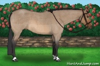Horse Color:Bay Roan Dun Rabicano