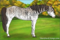 Horse Color:White Spotted Blue Roan Rabicano  and White Spotted Classic Champagne Roan Rabicano 