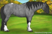Horse Color:Blue Roan Tobiano