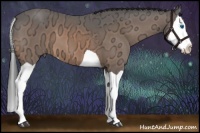 Horse Color:Buckskin Ice Splash 