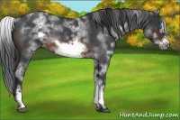 Horse Color:White Spotted Brown Roan Frame