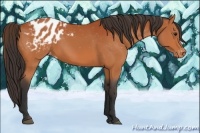 Horse Color:Bay Appaloosa 