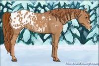 Horse Color:Chestnut Appaloosa