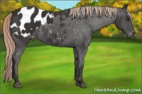 Horse Color:Liver Chestnut Appaloosa 