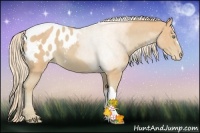 Horse Color:Watercolor Cremello Appaloosa 
