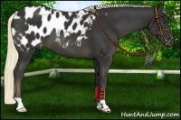 Horse Color:Liver Chestnut Appaloosa 