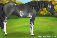 Horse Color:White Spotted Black