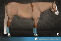 Horse Color:Red Dun Splash 