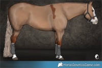 Horse Color:Red Dun Splash 