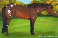 Horse Color:White Spotted Bay 